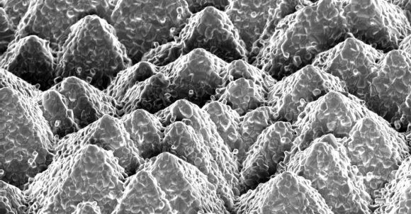 Perovskite-silicium