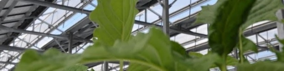 Agriviltaïsme_Ines