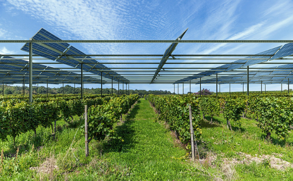 Sunagri-Vigne