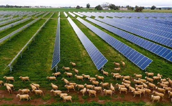 Neoen_Queensland_560