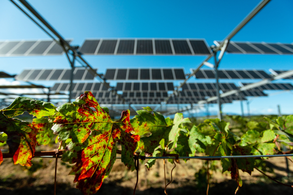 Démonstrateur agrivoltaïque_Tresserre_sur vignes_Crédit photo Sun'Agri (10)-