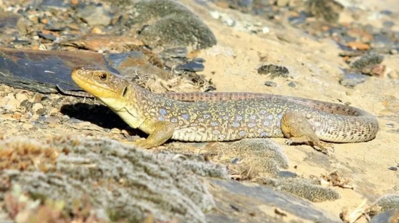 Lezard_ocellé