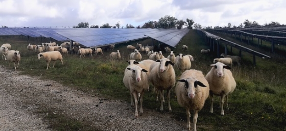 Valeco_Centrale_Mouton