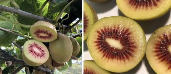 Kiwi_Rouge