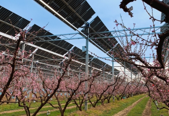 Agrivoltaïsme_Arbres