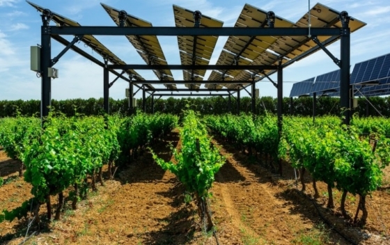 Agrivoltaïsme_vigne