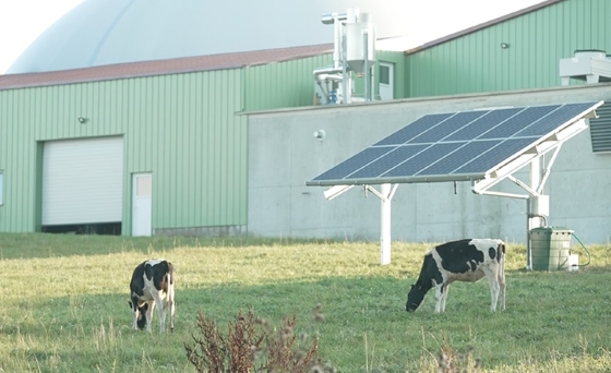 Iberdrola_Agrivotaïque