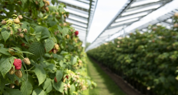 BayWa_r.e_Agrivoltaïsme