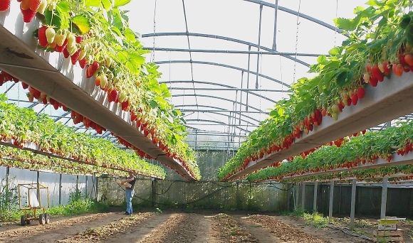 Serres_fraises