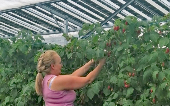 Agriviltaïsme Fraises