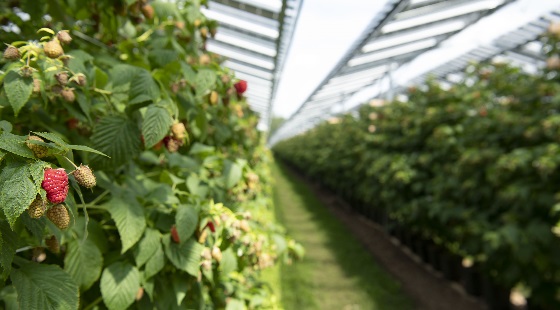 Agrivoltaisme-credit_BayWa