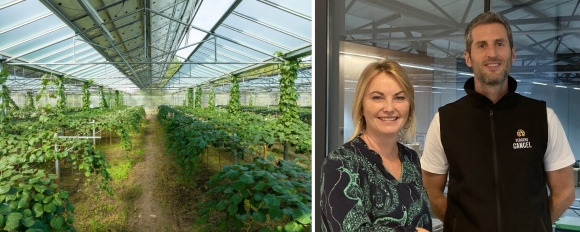 Urbasolar Kiwi jaune