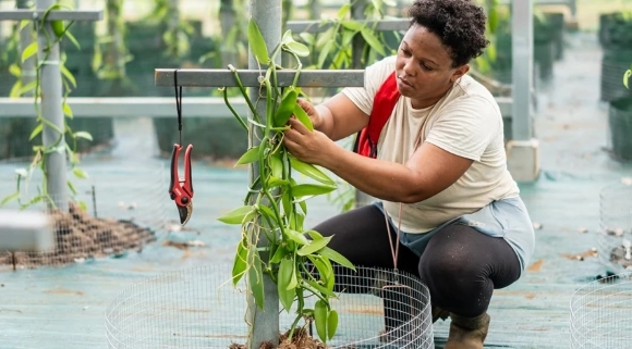 Corsica Sole Vanille