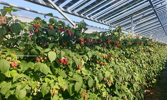 Agrivoltaïque_Fraises_580