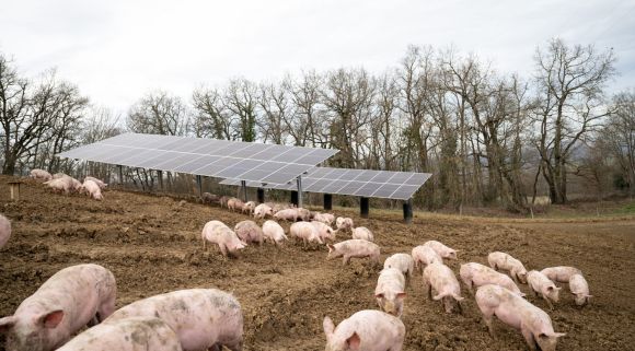 CVE Production porcine