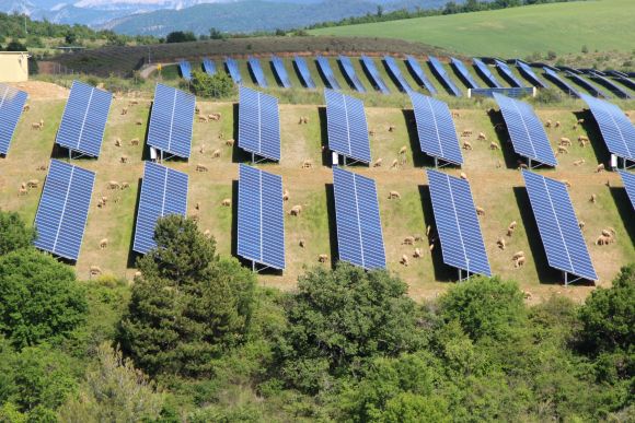Moutons parc agrivoltaïque - crédit BayWa r.e_