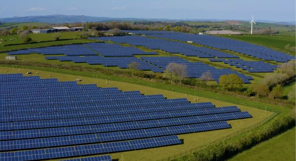 Octopus sud-coréens