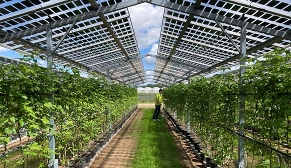 BayWa r.e. 0.5 ha d’ombrières semi-transparentes